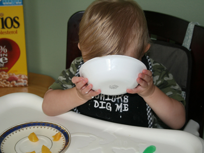 Drinking milk from the bowl